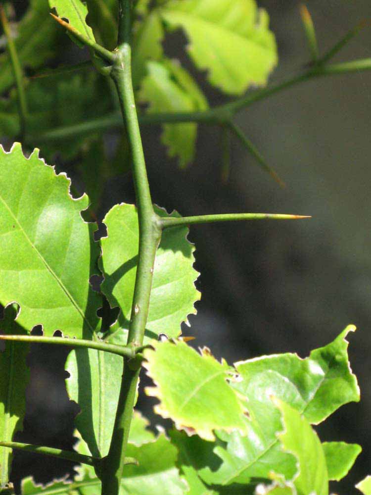            First year twig (Winter Haven, FL)   